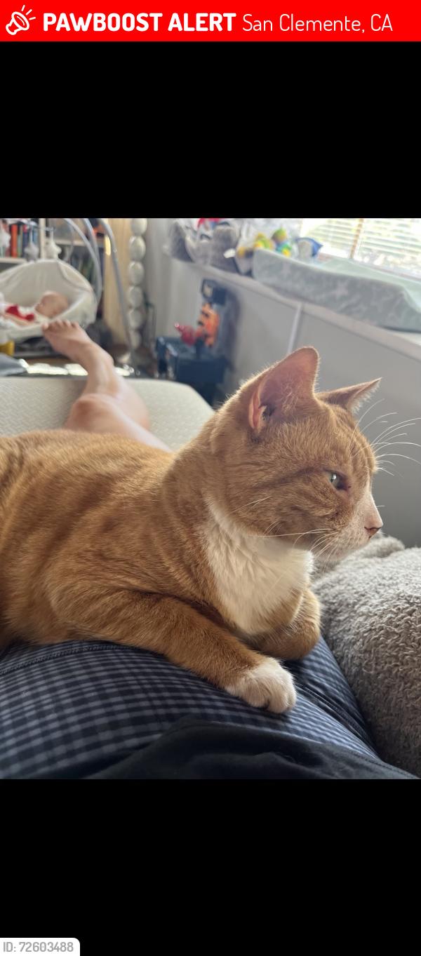 Lost Male Cat last seen Cadiz and S ola vista, San Clemente, CA 92672