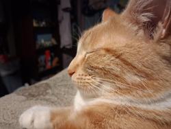 Lost Female Cat last seen S. 3rd and 4th ave Yakima wa 98902, Yakima, WA 98903