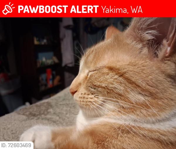 Lost Female Cat last seen S. 3rd and 4th ave Yakima wa 98902, Yakima, WA 98903