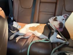 Lost Female Dog last seen Woodlawn near Madison Park , Charlotte, NC 28209