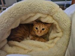 Lost Male Cat last seen McLamb rd/ Mineola ave , OCEAN ISL BCH, NC 28467