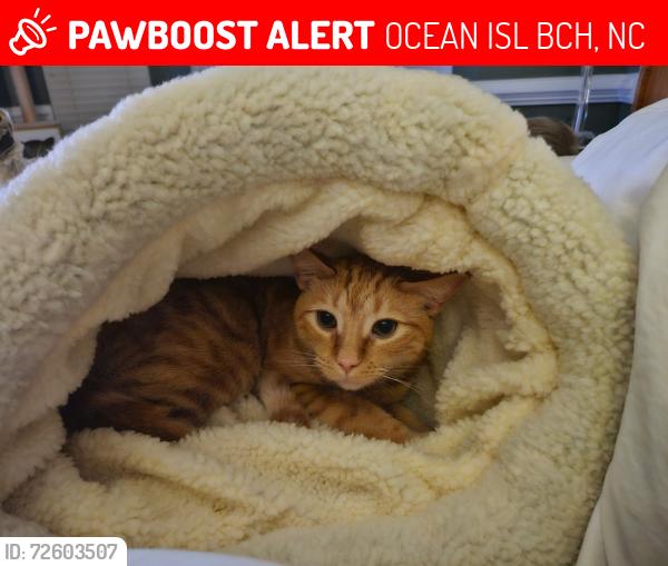 Lost Male Cat last seen McLamb rd/ Mineola ave , OCEAN ISL BCH, NC 28467