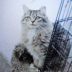 Lost Male Cat last seen Harrington, Post, White Pine Trail Head on Belmont Road, Belmont Post Office, Belmont, MI 49306