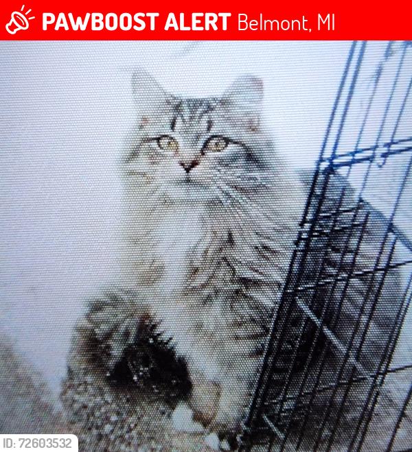 Lost Male Cat last seen Harrington, Post, White Pine Trail Head on Belmont Road, Belmont Post Office, Belmont, MI 49306