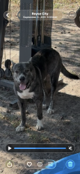 Lost Male Dog last seen Near s fm 548 , Royse City, TX 75189