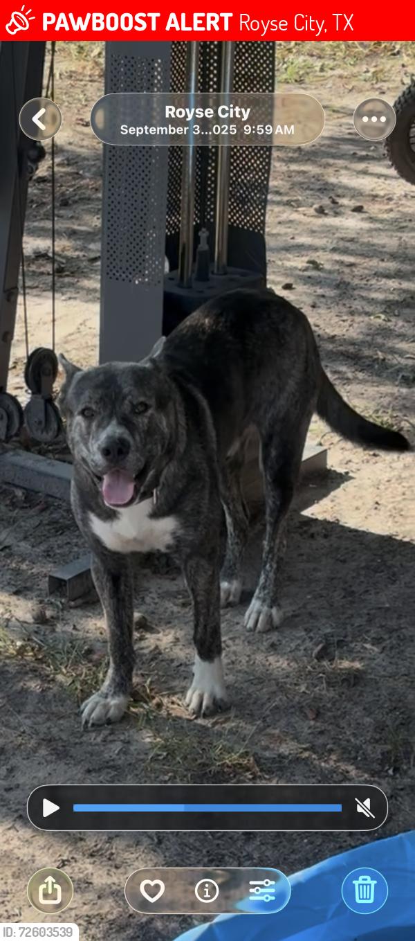Lost Male Dog last seen Near s fm 548 , Royse City, TX 75189