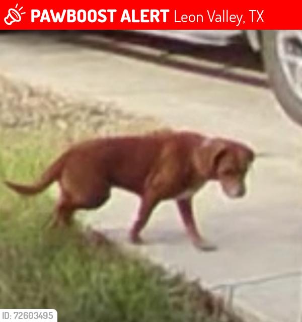 Lost Female Dog last seen Blackberry , Leon Valley, TX 78238