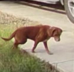 Lost Female Dog last seen Blackberry , Leon Valley, TX 78238
