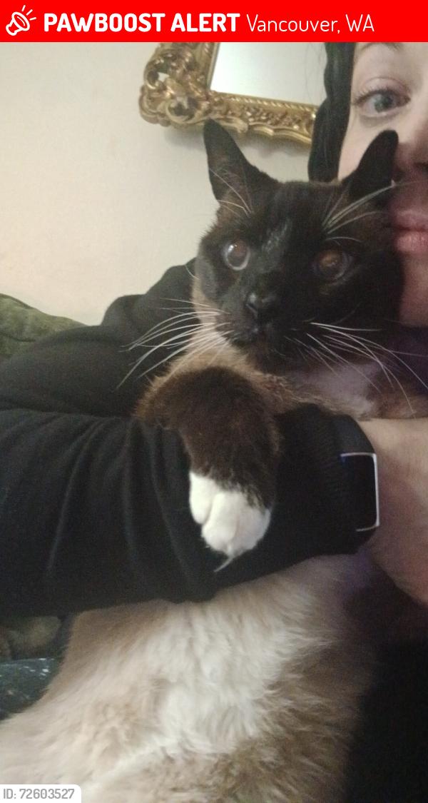Lost Male Cat last seen Stutz rd. / 105th st. / dark park, Vancouver, WA 98685