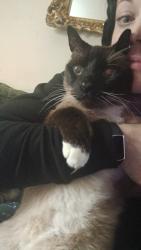 Lost Male Cat last seen Stutz rd. / 105th st. / dark park, Vancouver, WA 98685