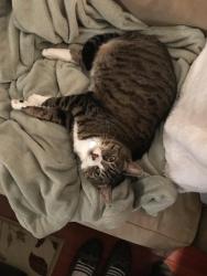 Lost Female Cat last seen Chanceller/ ludgate , Eugene, OR 97402