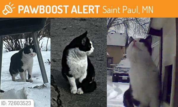 Found/Stray Male Cat last seen Charles Ave and Syndicate St. N, Saint Paul, MN 55104