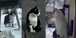 Found/Stray Male Cat last seen Charles Ave and Syndicate St. N, Saint Paul, MN 55104