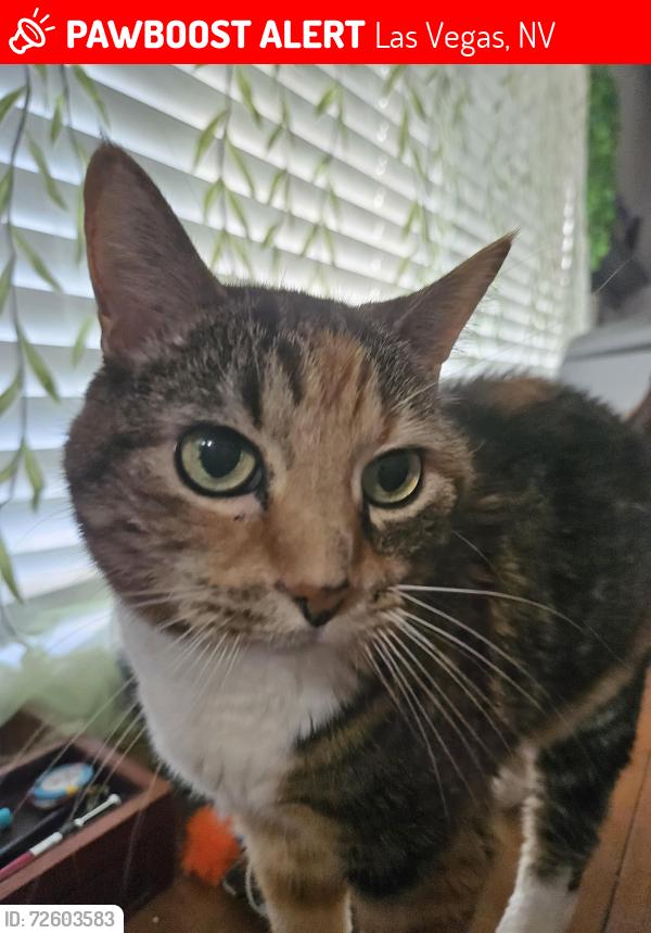 Lost Female Cat last seen Oakey and Decatur , Las Vegas, NV 89102