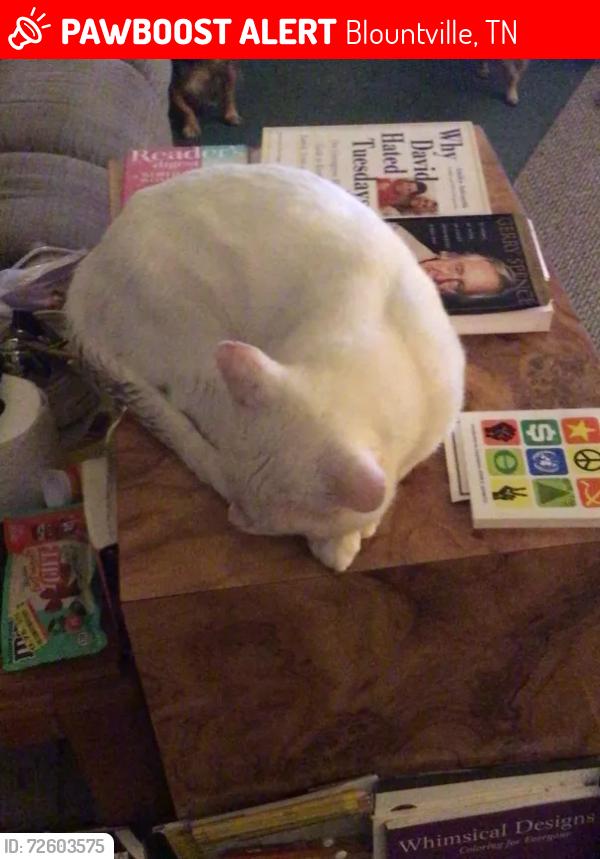 Lost Male Cat last seen Tri-Cities Airport - Blountville TN biggest landmark. Heading toward Ridge Drive from Fairview School Road, Blountville, TN 37617