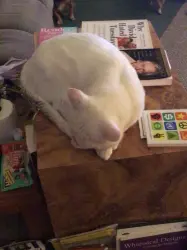 Lost Male Cat last seen Tri-Cities Airport - Blountville TN biggest landmark. Heading toward Ridge Drive from Fairview School Road, Blountville, TN 37617