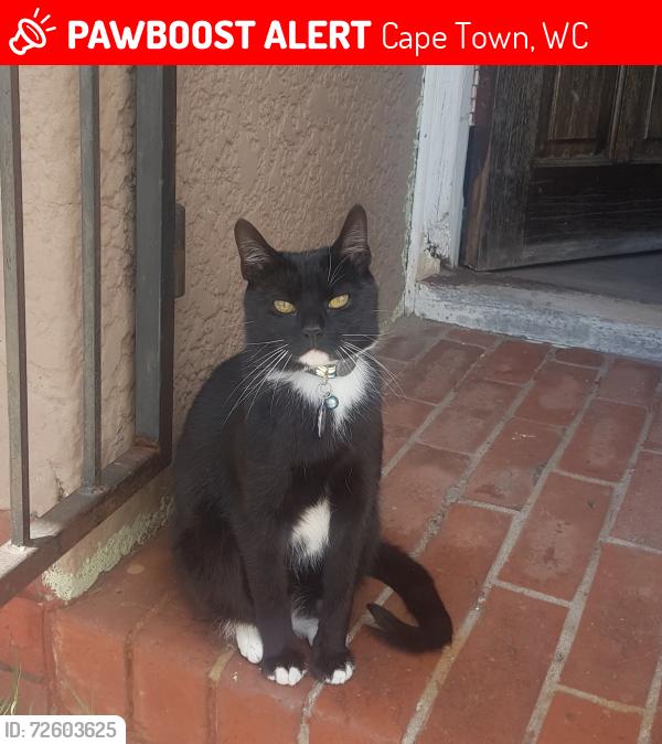 Lost Male Cat last seen Near Magnolia crescent Thorton, Cape Town, WC 7460