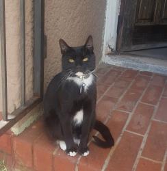 Lost Male Cat last seen Near Magnolia crescent Thorton, Cape Town, WC 7460