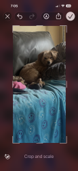 Lost Female Dog last seen Near north side Lewisville , Lewisville, TX 75057