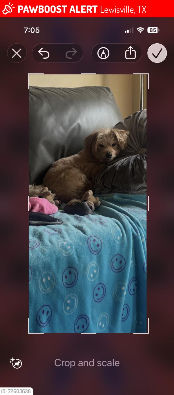 Lost Female Dog last seen Near north side Lewisville , Lewisville, TX 75057