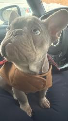 Lost Male Dog last seen Jersey city afuera de Target , Jersey City, NJ 07302