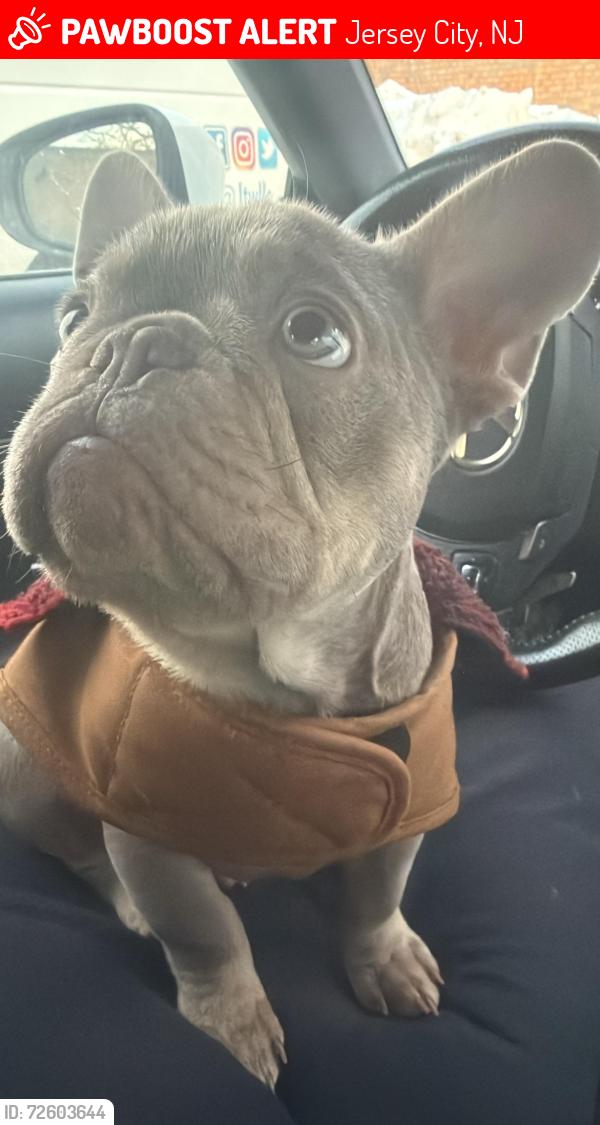 Lost Male Dog last seen Jersey city afuera de Target , Jersey City, NJ 07302
