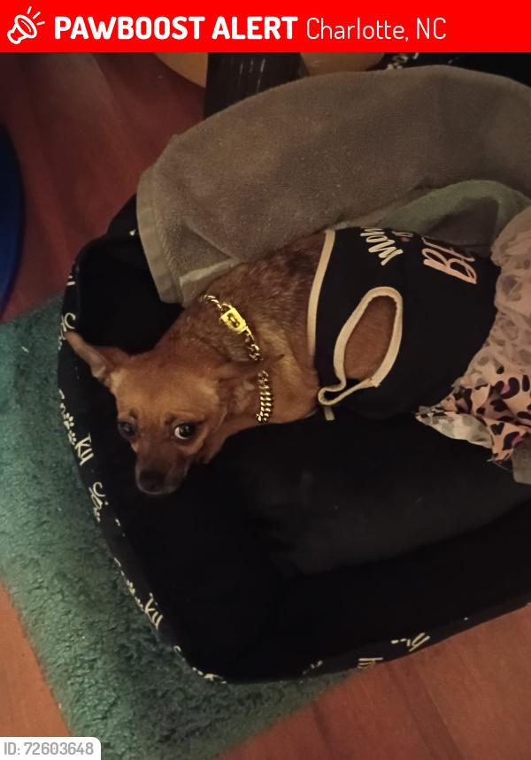 Lost Female Dog last seen Near South Tryon st, Charlotte, NC 28203
