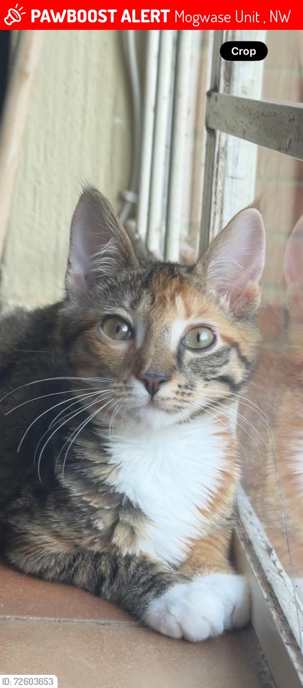 Lost Female Cat last seen Near mogwase guest hse mbali view park, Mogwase Unit 4, NW 0314