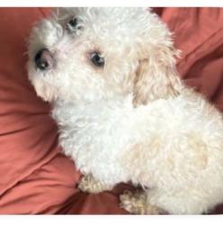 Found/Stray Male Dog last seen James River, Hull Street and Cowardin, Richmond, VA 23224