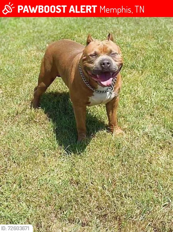 Lost Male Dog last seen By Raleigh police precinct on Austin peay , Memphis, TN 38128
