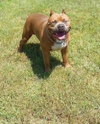 Lost Male Dog last seen By Raleigh police precinct on Austin peay , Memphis, TN 38128