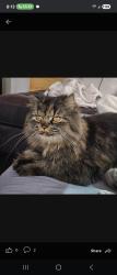 Lost Male Cat last seen McDaniels and McCallister , Sun City Center, FL 33573