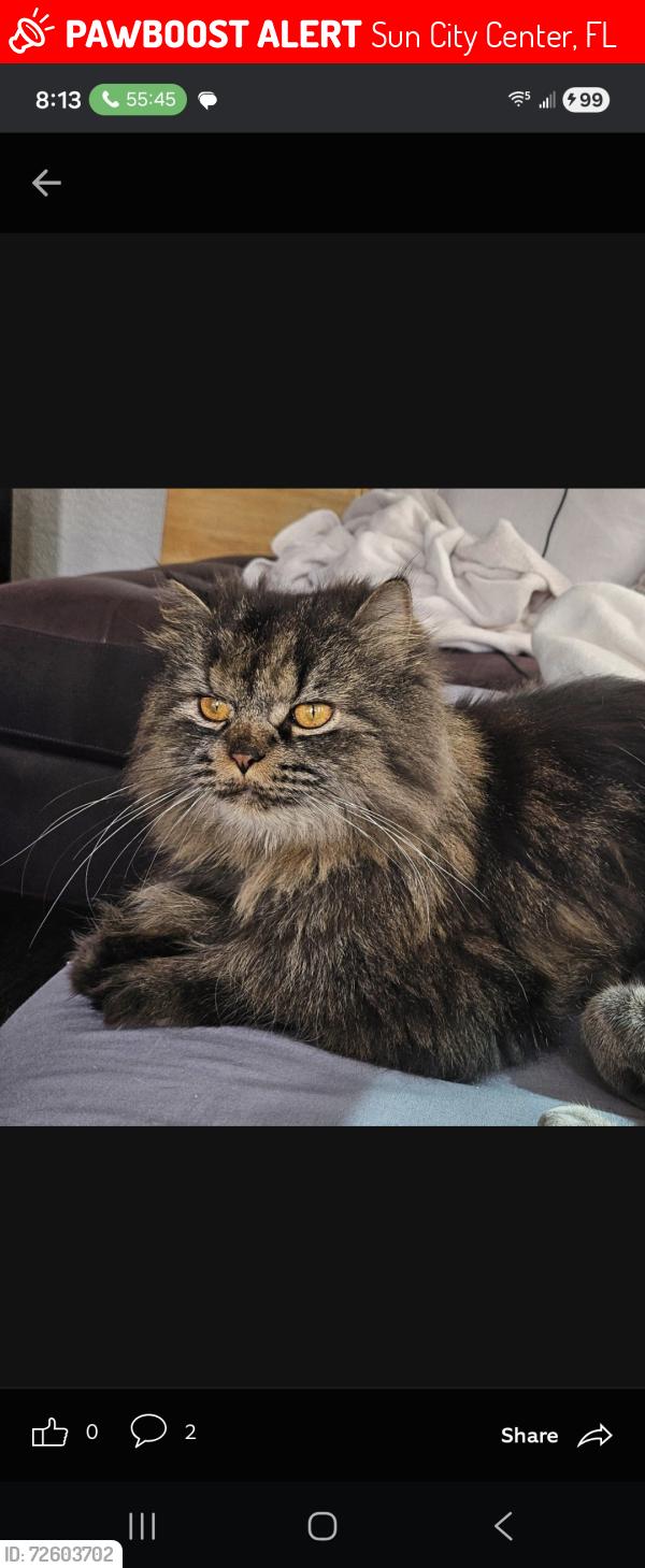 Lost Male Cat last seen McDaniels and McCallister , Sun City Center, FL 33573