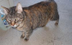 Found/Stray Male Cat last seen Near Creekside Dr, Little Rock, AR 72211