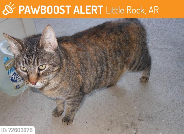Found/Stray Male Cat last seen Near Creekside Dr, Little Rock, AR 72211