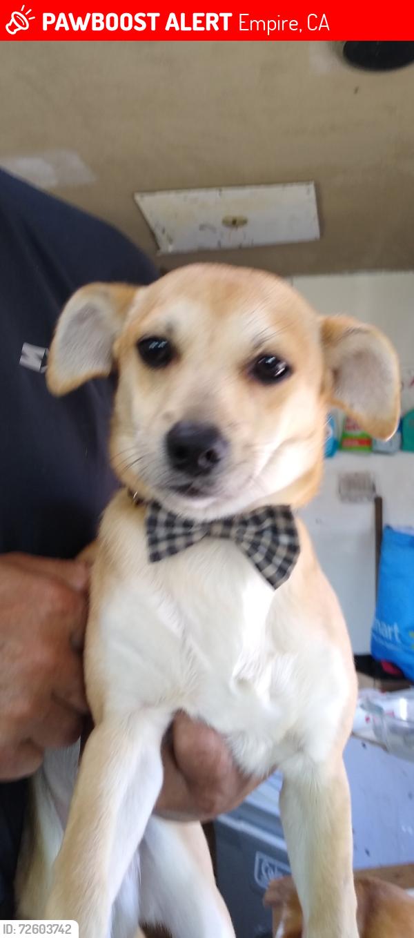 Lost Male Dog last seen A Street & Yosemite Blvd, Empire, CA 95319, Empire, CA 95319
