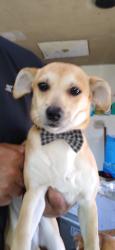 Lost Male Dog last seen A Street & Yosemite Blvd, Empire, CA 95319, Empire, CA 95319