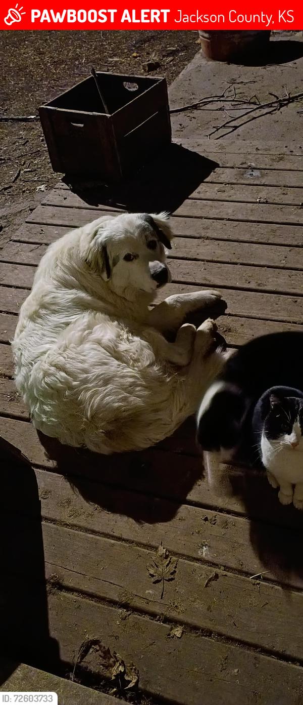 Lost Male Dog last seen Denison rock quarry, Jackson County, KS 66509