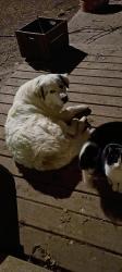 Lost Male Dog last seen Denison rock quarry, Jackson County, KS 66509