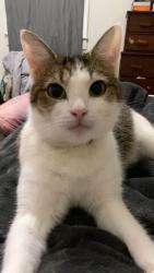 Lost Female Cat last seen Near Tampa Ln Indianapolis, ind 46241, Indianapolis, IN 46241