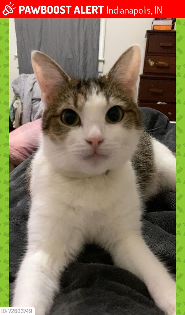 Lost Female Cat last seen Near Tampa Ln Indianapolis, ind 46241, Indianapolis, IN 46241