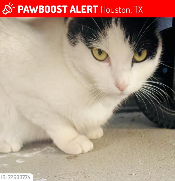Lost Female Cat last seen Bourgeois rd, Houston, TX 77066
