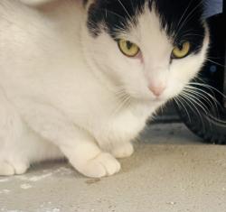 Lost Female Cat last seen Bourgeois rd, Houston, TX 77066