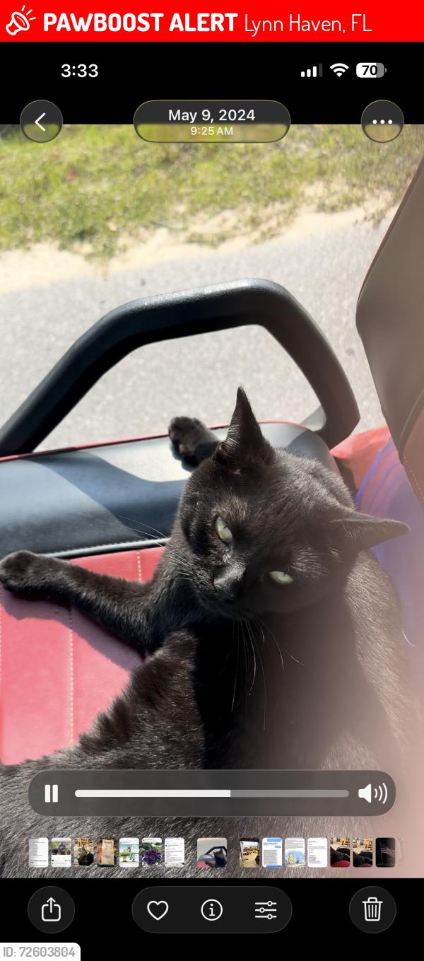 Lost Male Cat last seen C st Lynn haven fl, Lynn Haven, FL 32444