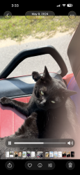 Lost Male Cat last seen C st Lynn haven fl, Lynn Haven, FL 32444