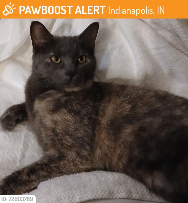 Found/Stray Female Cat last seen Parkside  dr., Indianapolis, IN 46226