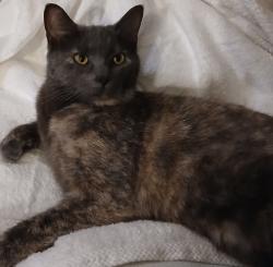 Found/Stray Female Cat last seen Parkside  dr., Indianapolis, IN 46226