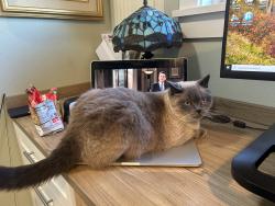 Lost Male Cat last seen N 38th and Gove, Tacoma, WA 98407