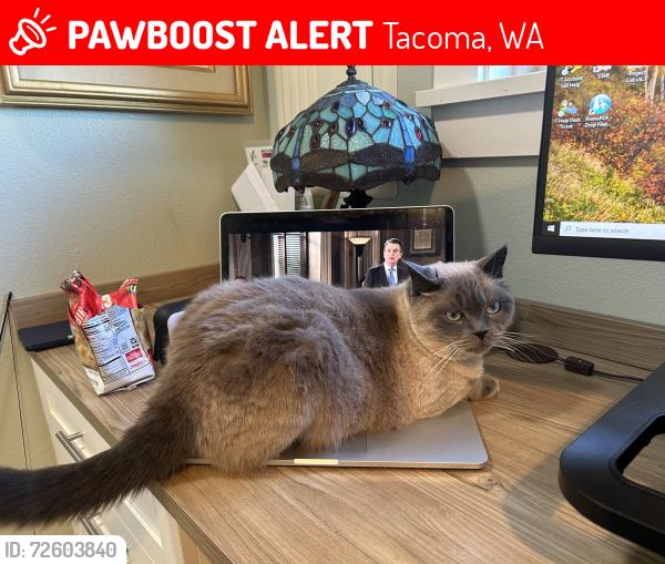 Lost Male Cat last seen N 38th and Gove, Tacoma, WA 98407