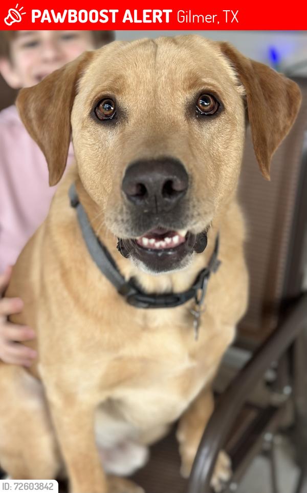 Lost Male Dog last seen Fm 1972, Gilmer, TX 75645